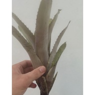 bromeliad aechmea Amazon