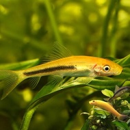 Ikan SAE Algae Eater Aquascape pembersih