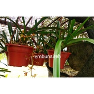 Anggerik Desa/ Orkid Hutan [Pokok Hidup]