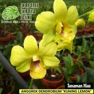 Tanaman hias anggrek dendrobium - Anggrek dendrobium kuning lemon