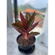 bibit bunga aglonema red Sumatra / tanaman aglonema red sumatra asli