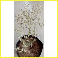 △ ☸ ◊☜ African Talisay Live Plant