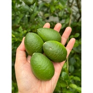 SUHA / BIASONG / LIME 5pcs from Cebu