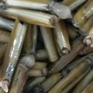 Kerang Bambu/Lorjuk Konsumsi Seafood Segar #Gratisongkir