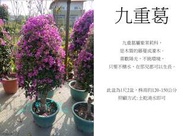 心栽花坊-九重葛/錐形/造型樹/盆景/開花植物/售價1600特價1400