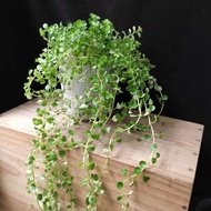 嬰兒眼淚 長籐 連盆  Baby's tears  (Miniature peperomia) Long trailings Potted  易種 垂吊 植物  冷水花屬 foliage plant 