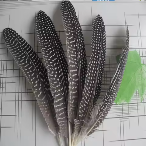 Wholesale! Natural 1000pcs guinea fowl feather wings 15-20 cm / 6 to 8 inches long