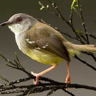 burung ciblek semi gacoran