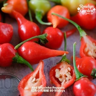 Biji Benih Red Biquinho Pepper 红色小鸟辣椒种子 | Sweet & Mild Chili · Unique Beak-Shaped Fruits · Compact &