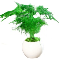 seed Green plants Artificial plant Home Decoration Asparagus tanaman pasu dalam ruangan pemurnian udara pejabat hijau ta