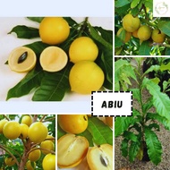 Pokok buah Abiu Pouteria Caimito dari Brazil