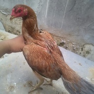 Ayam Betina Trah Mangon Yokere