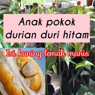 Anak Pokok Durian Duri Hitam - isi kuning lemak manis