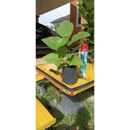 Anak pokok tin Thaiwan Jumbo Hibrid