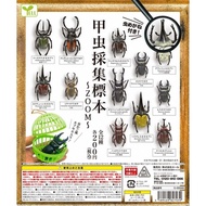 Yell Gashapon Beetle Collection Specimen