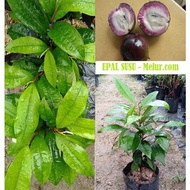 ANOR - Chrysophylum cainito Seedling/ Anak Pokok Buah Epal Susu