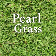 Rumput Mutiara Pearl Grass Real Grass Rumput Hidup Pembekal Rumput Hidup Carpet Grass Rumput Karpet 