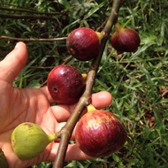 🔥RED Fig Cuttings🔥Taiwan Golden Fig FRESHLY CUT 16cm ++ Keratan Batang Pokok Tin/ Fig Tree Cuttings 