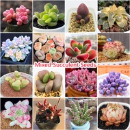 100PCS Rare Succulents Plants Mixed Colors for Planting Flower Seed Balcony Decoration Home Garden D