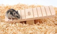 寵物鼠木製蹺蹺板**破盤大特價優惠，賣完不再進貨**