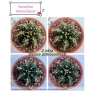 Gymnocalycium Mihanovichii 7ribs Cactus Rare/ Kaktus live plants