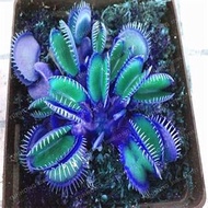 20 Blue Clip Venus Fly Trap Plant Seeds: Package Contain Seeds