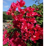 Flower Cutting edible vege Bougainvillea Strawberry Red