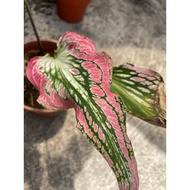 Thai Beauty Caladium