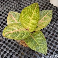 Terbaru Tanaman Hias Aglaonema / Aglonema Marsha Anjani Real Picture