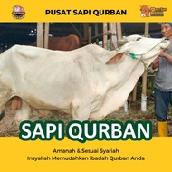 Sapi Qurban - Sapi Bali Madura, Simental, PO, Limosin | Jabodetabek