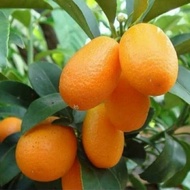 bibit jeruk nagami hasil okulasi pohon jeruk buah jeruk nagami [Bebas