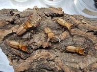 (可動模型)  Cyclommatus mniszechi.雞冠細身赤鍬形蟲(成對)台東縣成功鎮產 WF1(教學組)