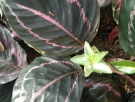 Calathea Dottie Full Grown Big Leaves, Indoor Plants Uprooted Live Plants