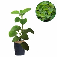 Bibit Tanaman Herbal Jinten Hitam / Jintan Hitam Super