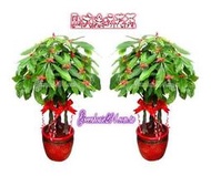 【歐式綠坊花苑】 [gtp200] 發財樹(馬拉巴栗)落地大型盆栽/1對2盆~鴻猷大展~新北市三峽區專業花禮外送服務