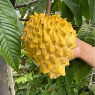 biji buah nona / biji buah sri kaya / rollinia depiciosa