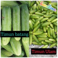 TIMUN BATANG DAN TIMUN ULAM KECIL SEGAR