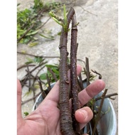 pokok tuba akar tuba cukup tua