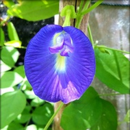 Anak pokok bunga telang purple