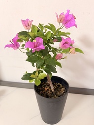 🌺 勒杜鵑 三角梅（Bougainvillea）【正值花期，花謝，修剪後 20-30天又會繼續复花，屬於勤開花品種，體積小型，三角梅在風水上寓意吉祥，也是旺財旺運的風水植物。可種植在桌上觀賞的小型盆栽