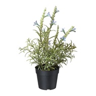 🌷 IKEA FEJKA Artificial Flowers (Bunga Tiruan) - LAVENDER BLUE & WHITE