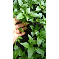 Anak pokok CILI jumbo pelangi F1 Hybrid