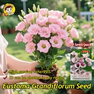 (High Germination,20pcs) Pink Eustoma Seeds Eustoma Flower Seeds for Planting & Gardening Bonsai Lis