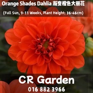 Orange Shades Dahlia 1 Seed 渐变橙色大丽花1粒(Full Sun, 9-11 Weeks, Plant Height: 36-46cm)