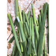 [n0900 Taiwan Jianli Cheapest] 2021 Freshly Picked Fresh Pasture (Wolf Tail Grass) Tender Stem 1KG ±
