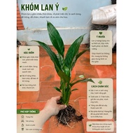 Peace lily