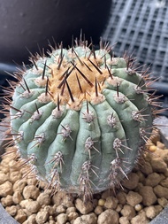 黑王丸 園藝 嫁接球 仙人掌 多肉植物