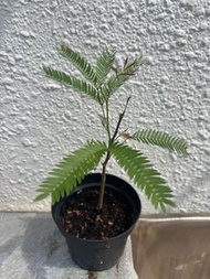 小豆樹 Everfresh Plant