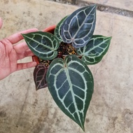 anthurium red crystallinum