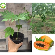 Fruit Tree - Anak Pokok Betik Sekaki  / Hong Kong Papaya 一尺瓜 for HOME/GARDEN decoration